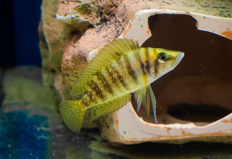 Altolamprologus calvus 'Nkamba Bay' (Yellow)